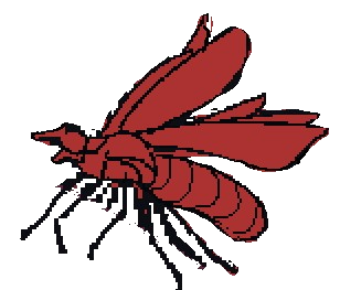 fly